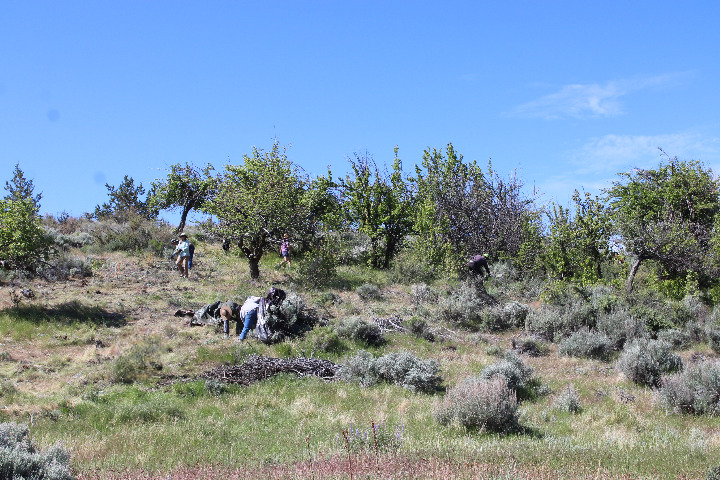 Volunteers cleaning up in the Cyrus orchard