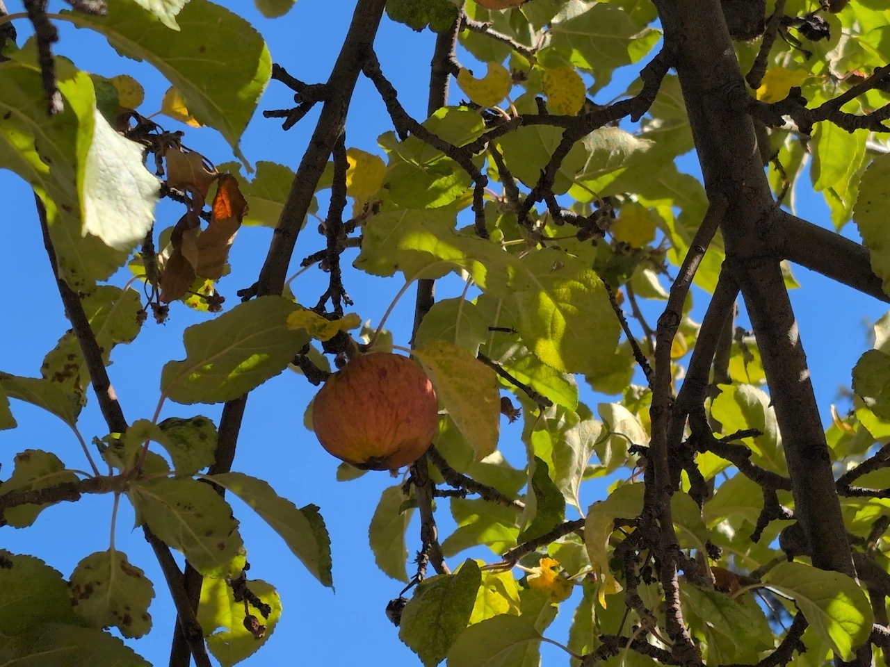 Heritage Apple Corps on The Oregonian / OregonLive