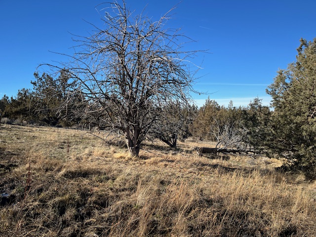 File:Orchard West Lithgow.jpeg