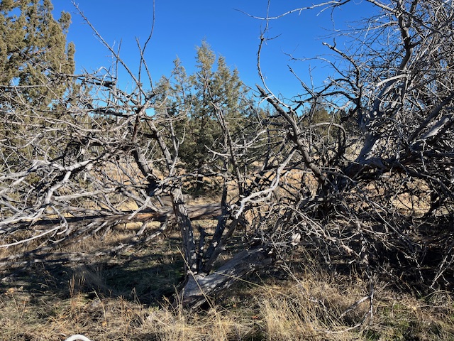 File:Tree West Lithgow 125.jpeg