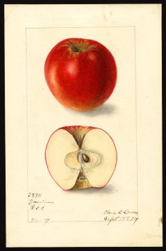 USDA Pomological Watercolor of Jonathan (Ross Morris)