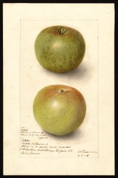USDA Pomological Watercolor by Passmore, Deborah Griscom (Barker, Niagara, New York)