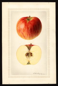 USDA Pomological Watercolor by Steadman, Royal Charles (East Lansing, Ingham, Michigan)