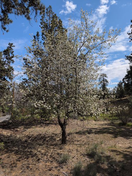 File:Tree Hollinshead 1.jpg