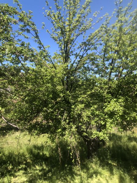 File:Tree McCoin Lower 80.JPG