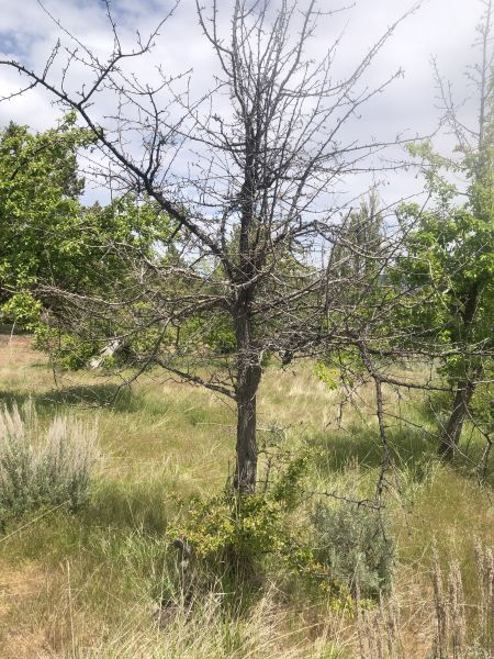 File:Tree McCoin Upper 56.jpg