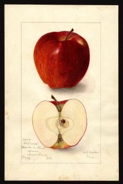 USDA Pomological Watercolor of Red Delicious