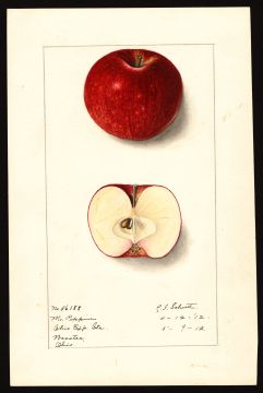 USDA Pomological Watercolor of Missouri Pippin