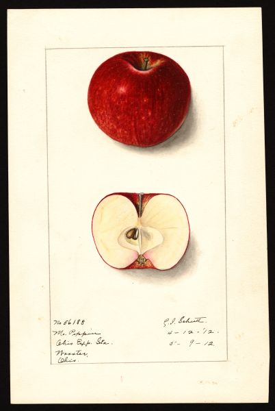 File:USDA Pomological Missouri Pippin POM00002820.jpg