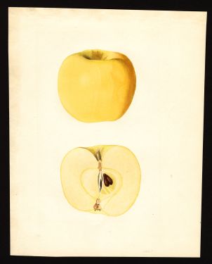 POM00000281 by Shull, James Marion, Hood River