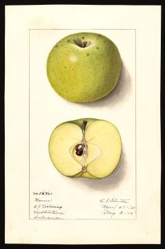 USDA Pomological Watercolor by Schutt, Ellen Isham (Middletown, Allen, Indiana)