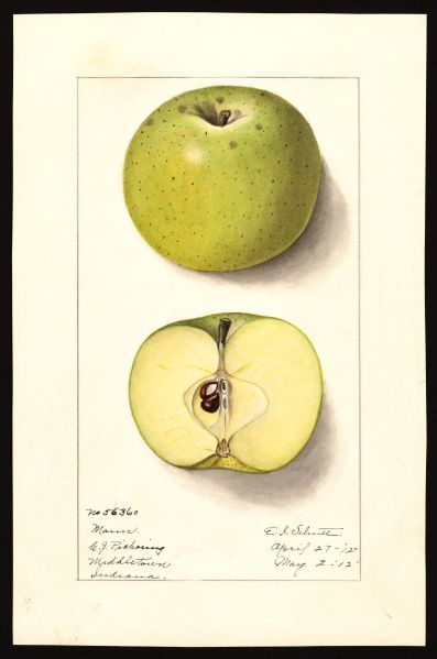 File:USDA Pomological Mann POM00000249.jpg