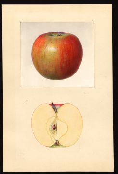 USDA Pomological Watercolor by Arnold, Mary Daisy (Fennville, Allegan, Michigan)