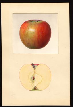 POM00003197 by Arnold, Mary Daisy, Fennville