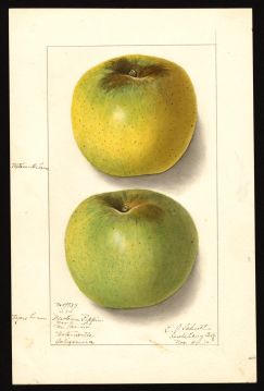 USDA Pomological Watercolor of Yellow Newtown/Newtown Pippin