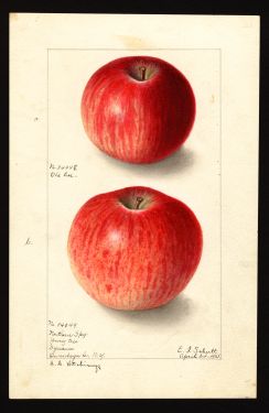 POM00000305 by Schutt, Ellen Isham, Syracuse