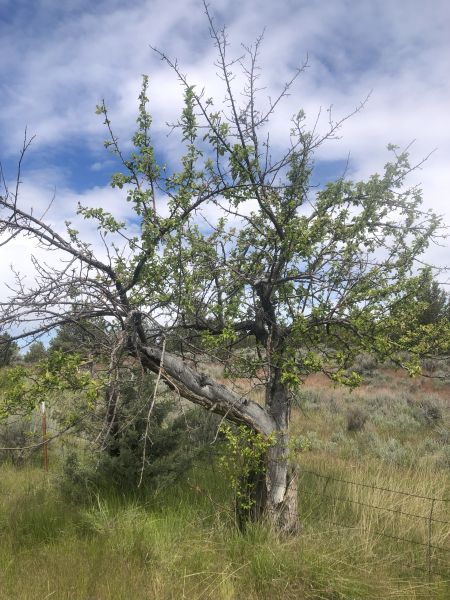 File:Tree McCoin Upper 40.jpg