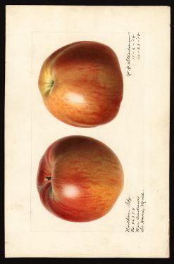 POM00000307 by Steadman, Royal Charles b., South Haven