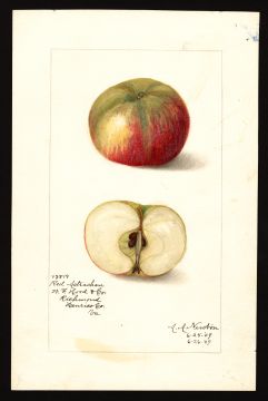 USDA Pomological Watercolor by Newton, Amanda Almira (Richmond, Virginia)