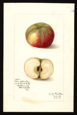 POM00003026 by Newton, Amanda Almira, Richmond