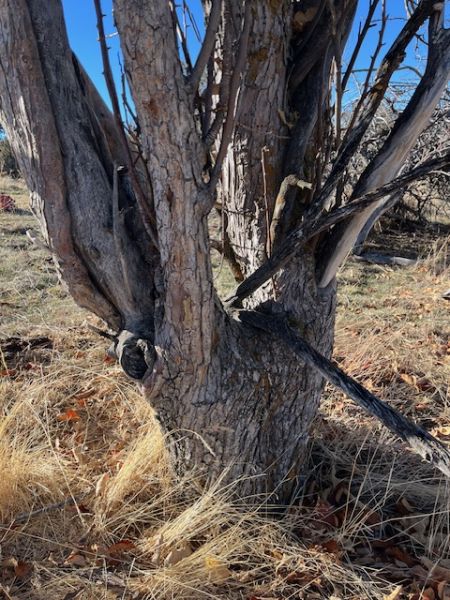 File:Tree West Lithgow 124.jpeg