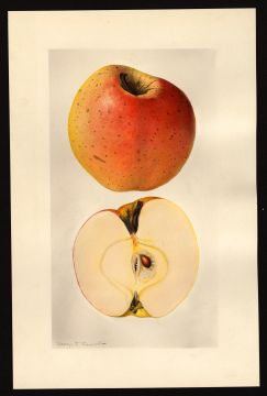 USDA Pomological Watercolor by Arnold, Mary Daisy (Arlington, Virginia)