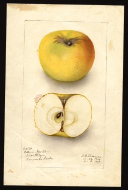 POM00000749 by Passmore, Deborah Griscom, Nampa