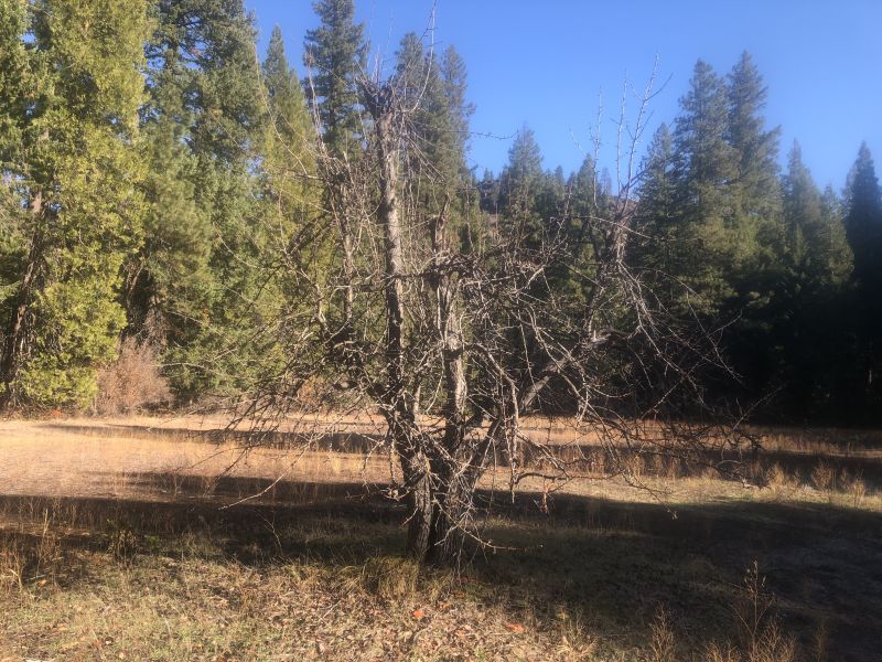 File:El Rancho Tree 2.jpg