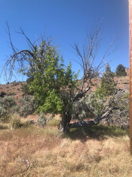 File:Tree Haystack 109.jpg