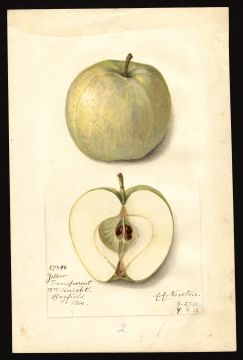 USDA Pomological Watercolor by Newton, Amanda Almira (Bayfield, Bayfield, Wisconsin)