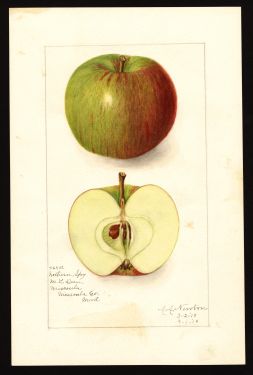 POM00000308 by Newton, Amanda Almira, Missoula