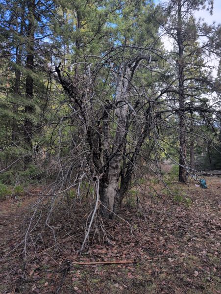 File:Smith Homestead-Metolius 4.jpg