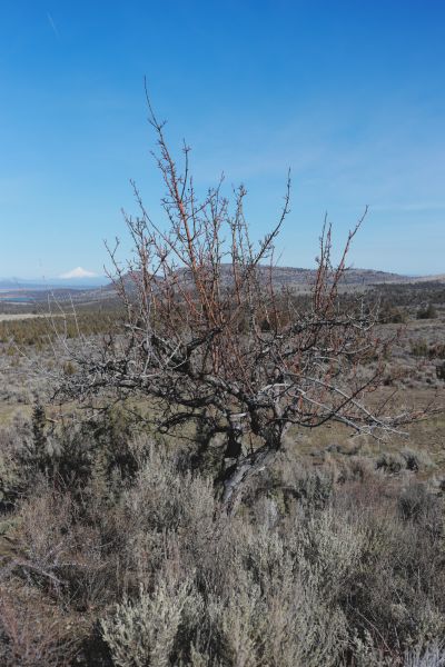 File:Tree Cyrus 6.JPG