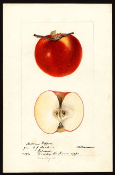 USDA Pomological Watercolor of Missouri Pippin