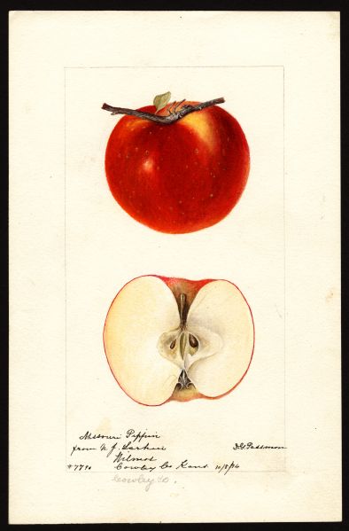 File:USDA Pomological Missouri Pippin POM00002656.jpg