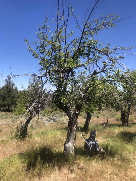 File:Tree McCoin Lower 92.jpg