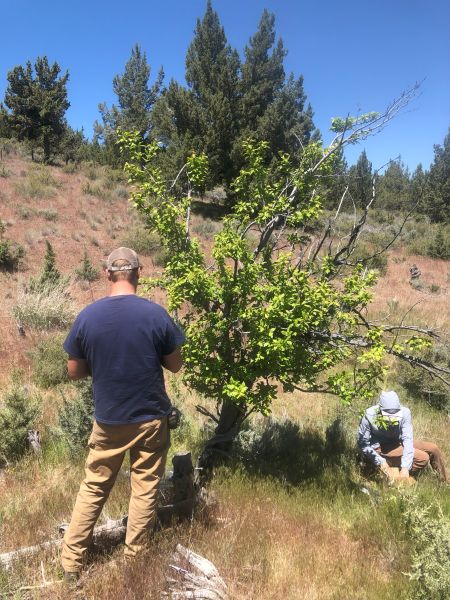 File:Tree McCoin Lower 100.jpg