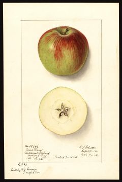 USDA Pomological Watercolor of Jonathan (Ross Morris)