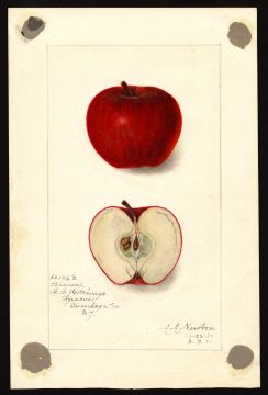 USDA Pomological Watercolor by Newton, Amanda Almira (Syracuse, Onondaga, New York)
