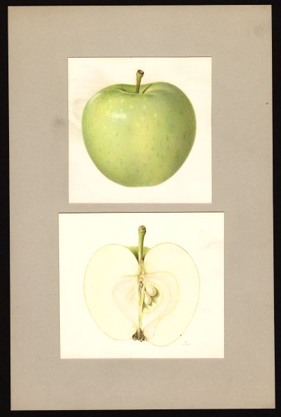 File:USDA Pomological Lodi POM00002719.jpg