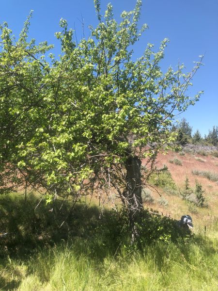 File:Tree McCoin Lower 70.jpg