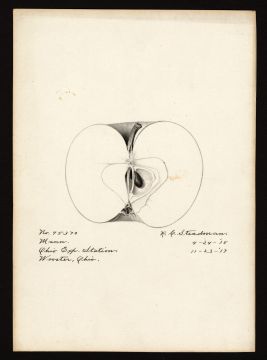 USDA Pomological Watercolor by Steadman, Royal Charles (Wooster, Wayne, Ohio)