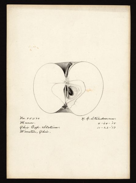 File:USDA Pomological Mann POM00000007.jpg