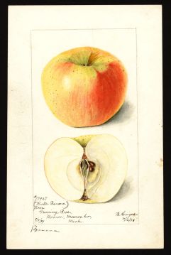 USDA Pomological Watercolor of Winter Banana