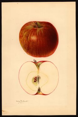 POM00002850 by Arnold, Mary Daisy, Wenatchee