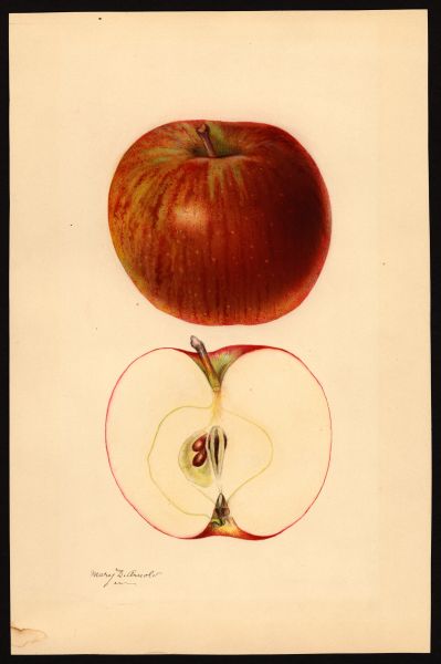 File:USDA Pomological McIntosh POM00002850.jpg