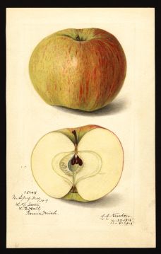 USDA Pomological Watercolor by Newton, Amanda Almira (Michigan)