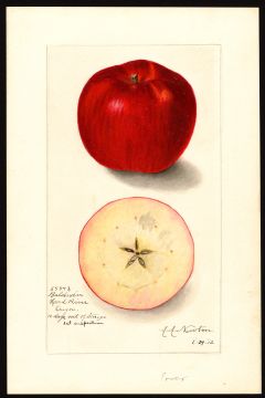 USDA Pomological Watercolor by Newton, Amanda Almira (Hood River, Hood River, Oregon)