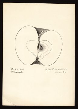 USDA Pomological Watercolor by Steadman, Royal Charles