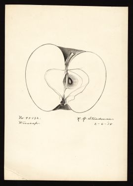 POM00000055 by Steadman, Royal Charles b.